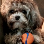 Louisiana Dog Breeder - Anabelle 428a9c17025b8d03a662c4af790a8939