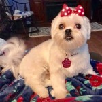Louisiana Dog Breeder - Liberty 9a38260f572e7195f19116b23148fc72