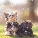 Louisiana Dog Breeder - Paisley Grace and Aubrey Rose 63c3e37a2548da973f5d378822d6fd67