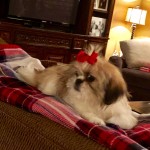 Louisiana Dog Breeder - cheryl testimonial 6aa51d04071046899ec22586c9569863
