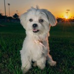 Louisiana Dog Breeder - marc eric 5d9a1910b8aea602e363d8e26f43b4d3