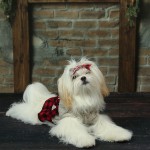 Louisiana Dog Breeder - piper testimonial 0cf72f66328f1a14817e63c393d3c351